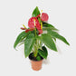 Anthurium Red