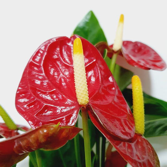 Anthurium Red