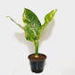 Dieffenbachia Variegated