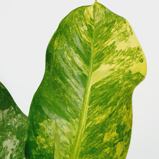 Dieffenbachia Variegated