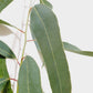 Eucalyptus Leucoxylon