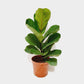 Ficus Lyreta (Fiddle Leaf Fig)