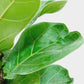 Ficus Lyreta (Fiddle Leaf Fig)