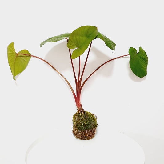 Homalomena Rubescens (Kokedama)