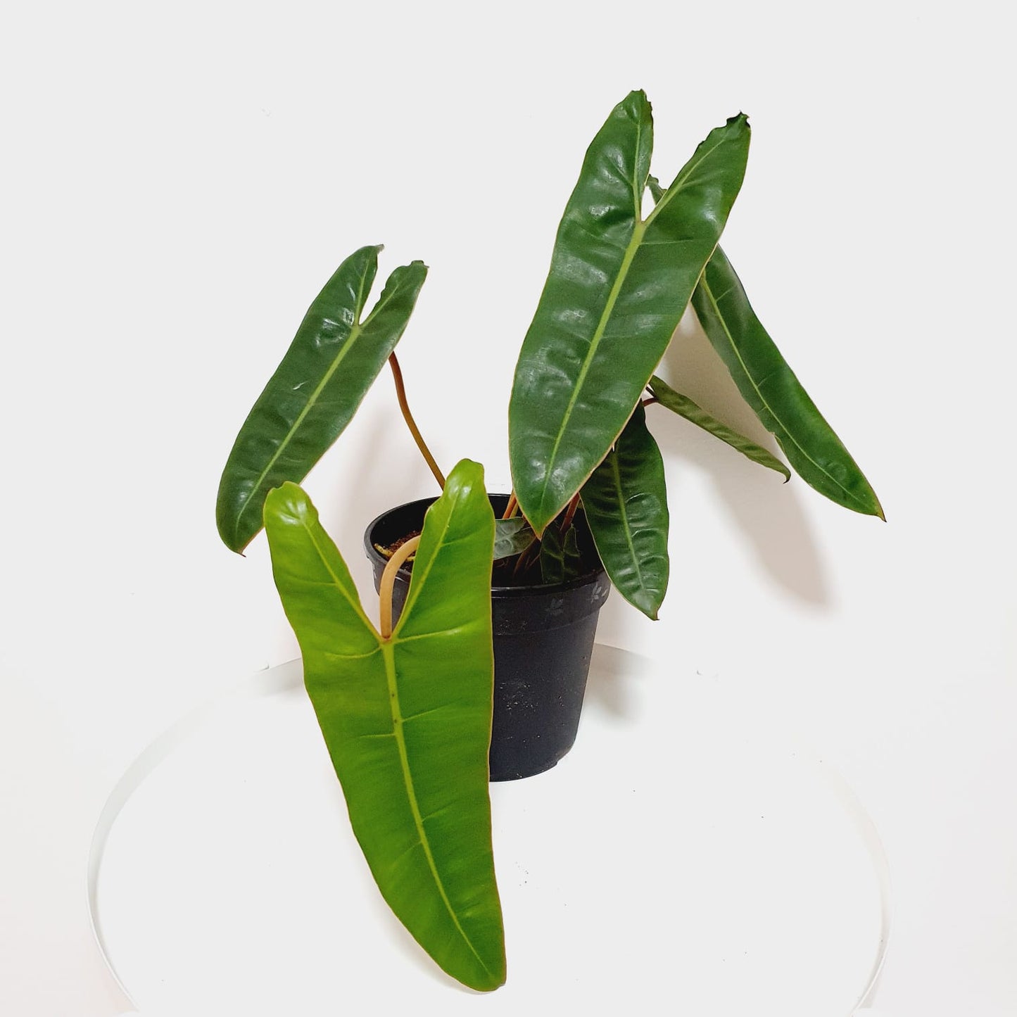 Philodendron Billietiae (Large)