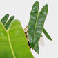 Philodendron Billietiae (Large)