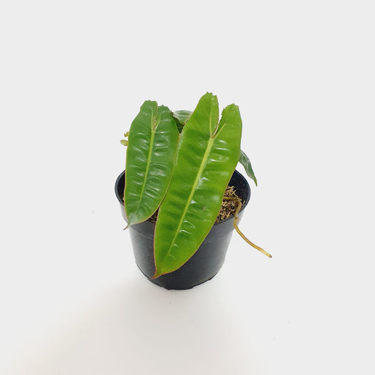 Philodendron Billietiae (Small)