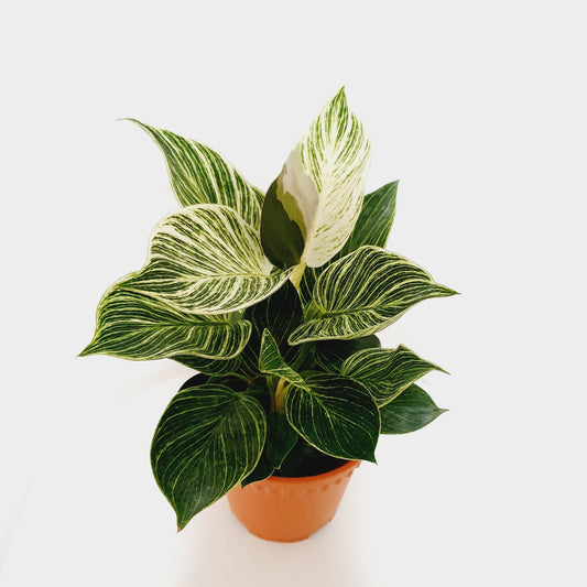 Philodendron Birkin