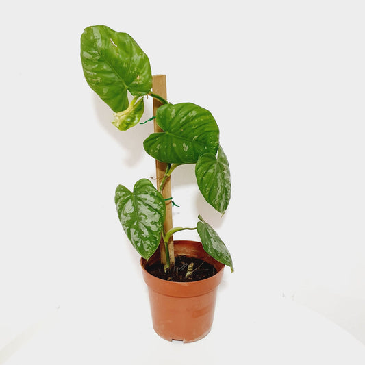 Philodendron Brandtianum