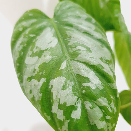 Philodendron Brandtianum