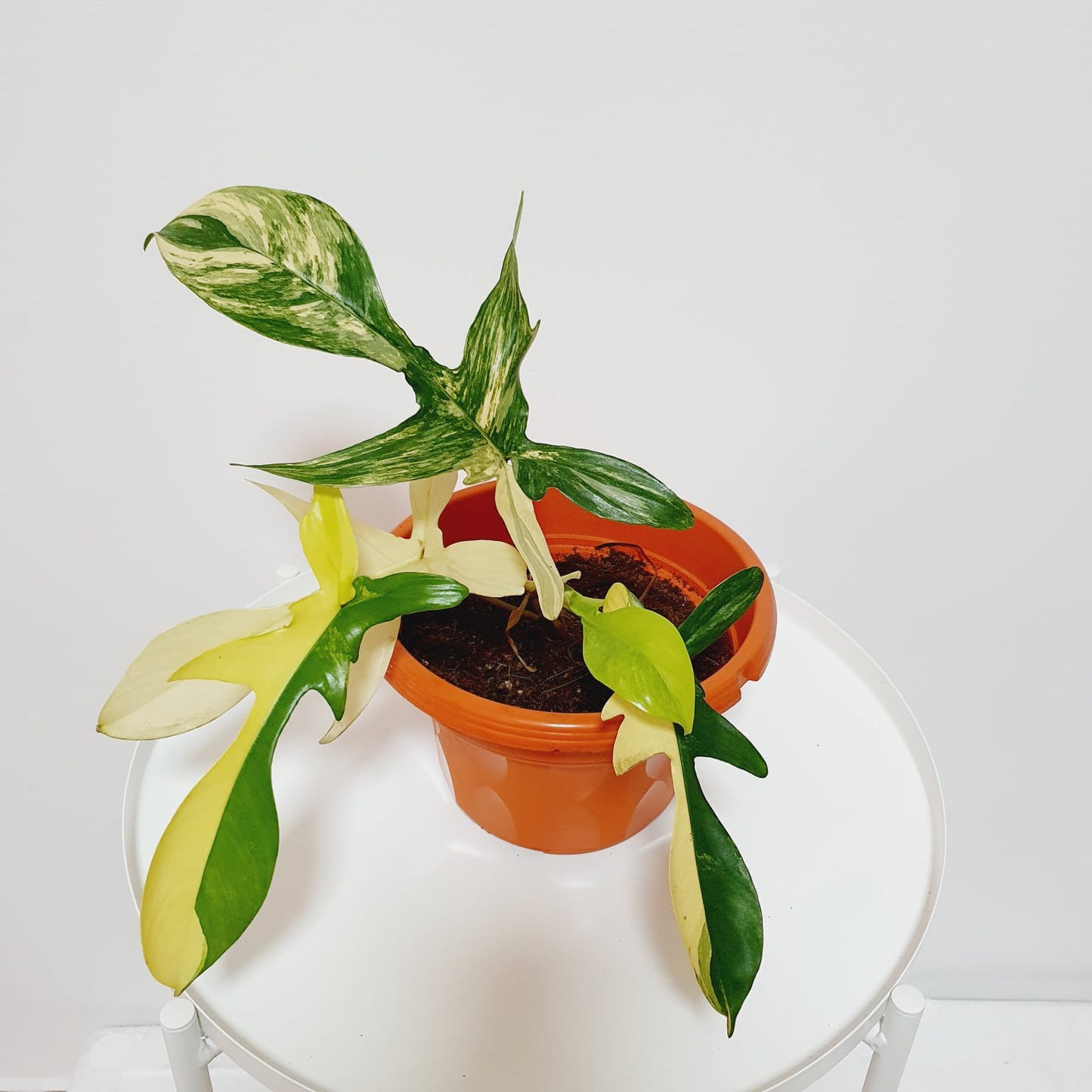 Philodendron Florida Beauty Variegated