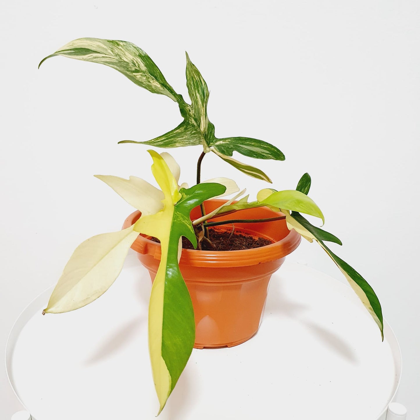 Philodendron Florida Beauty Variegated