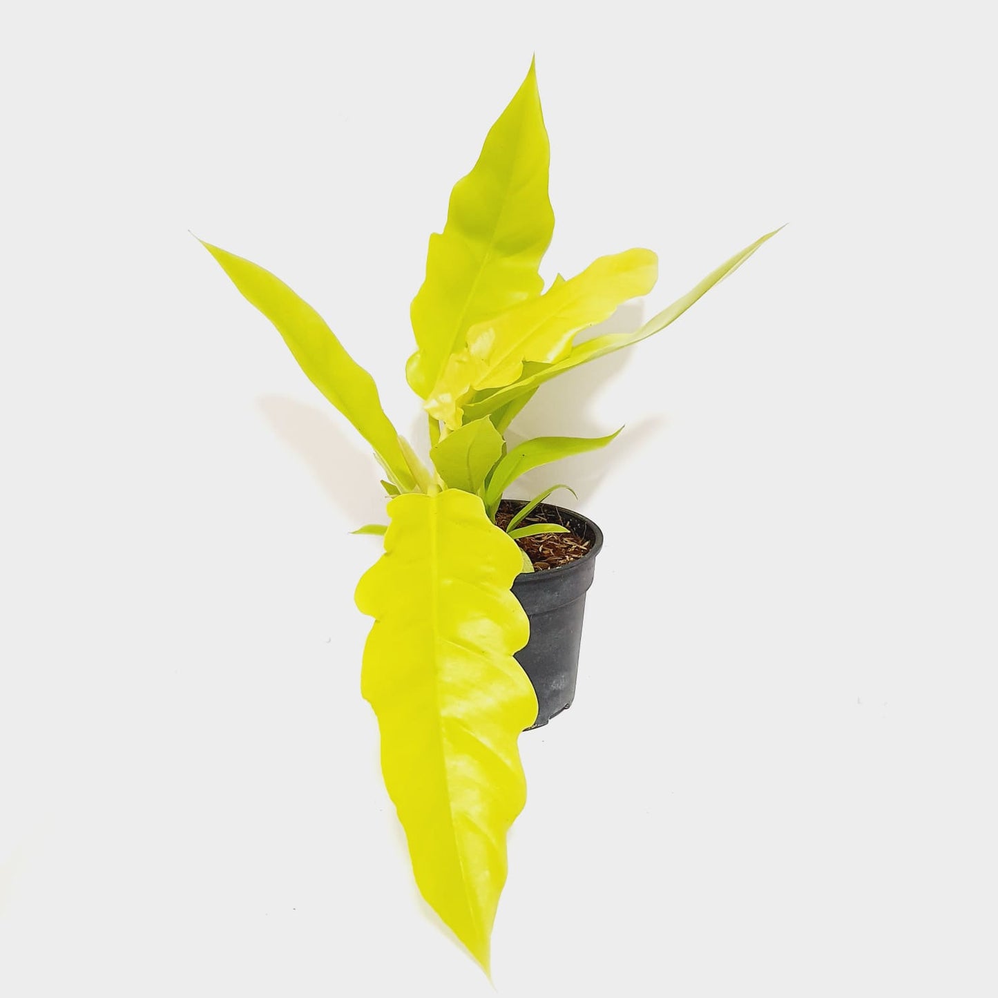 Philodendron Golden Saw Tooth