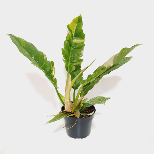 Philodendron Ring of Fire Variegated