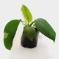 Philodendron White Princess