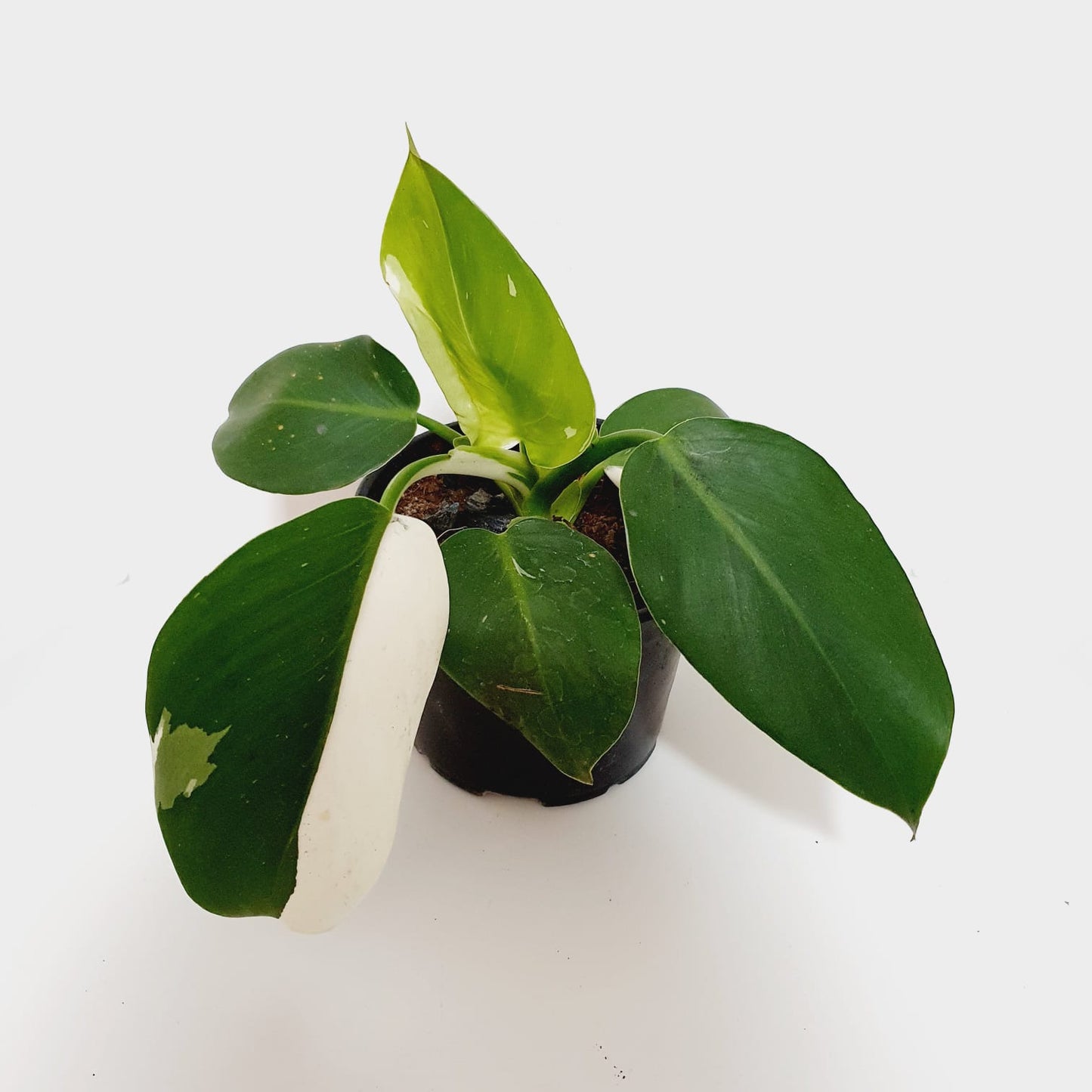 Philodendron White Princess