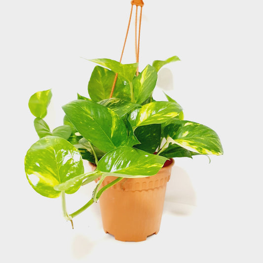 Pothos Golden Money Plant