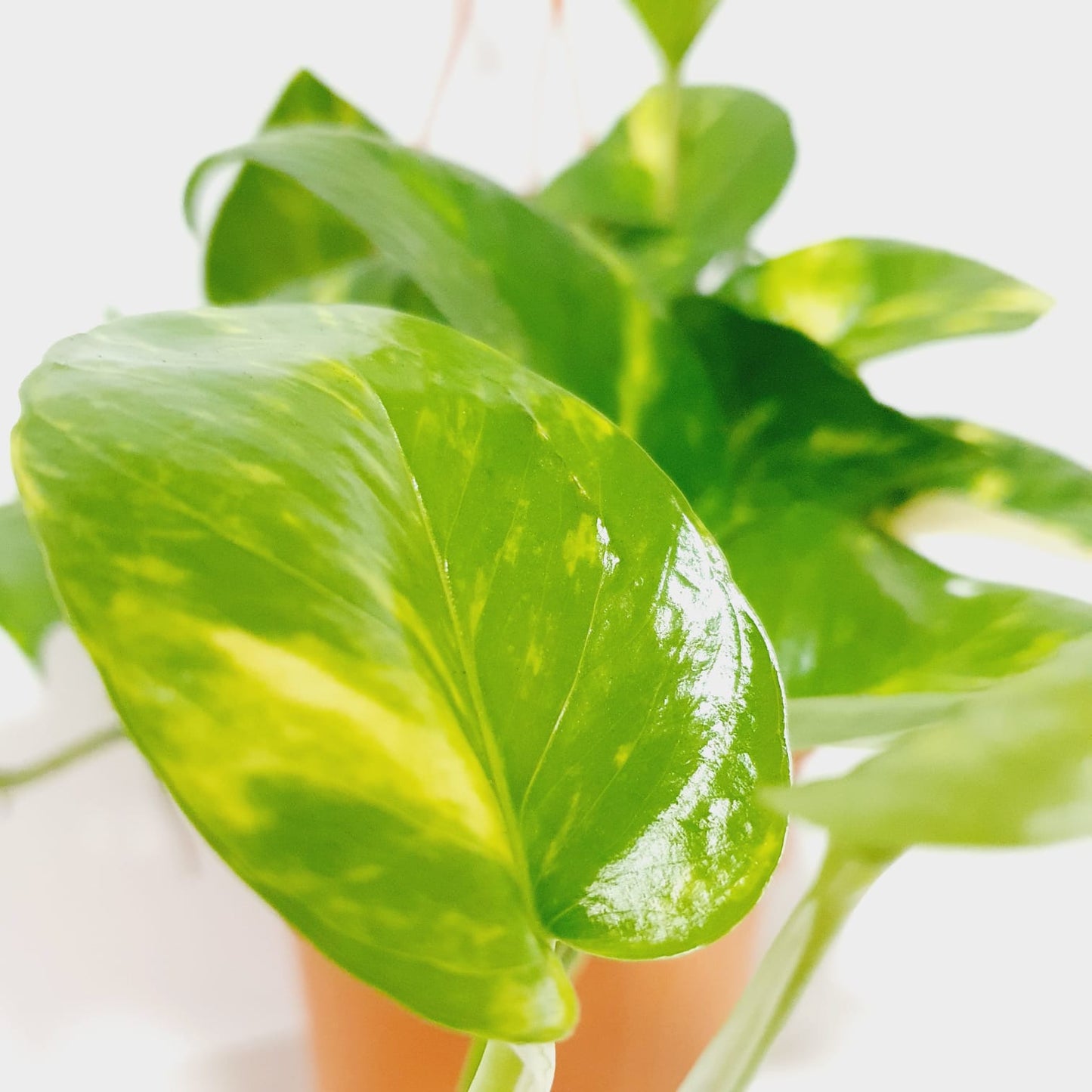 Pothos Golden Money Plant