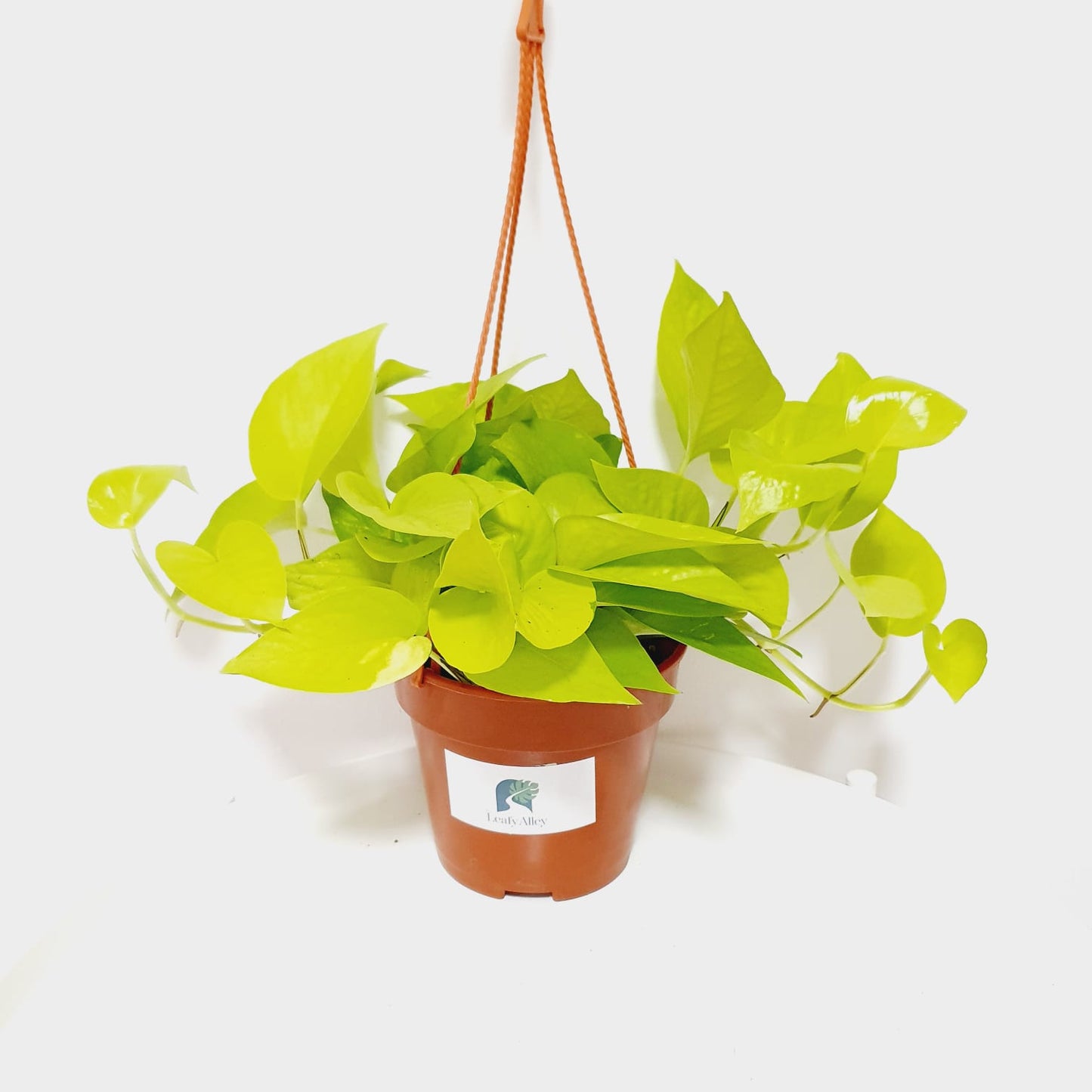 Pothos Neon Money Plant