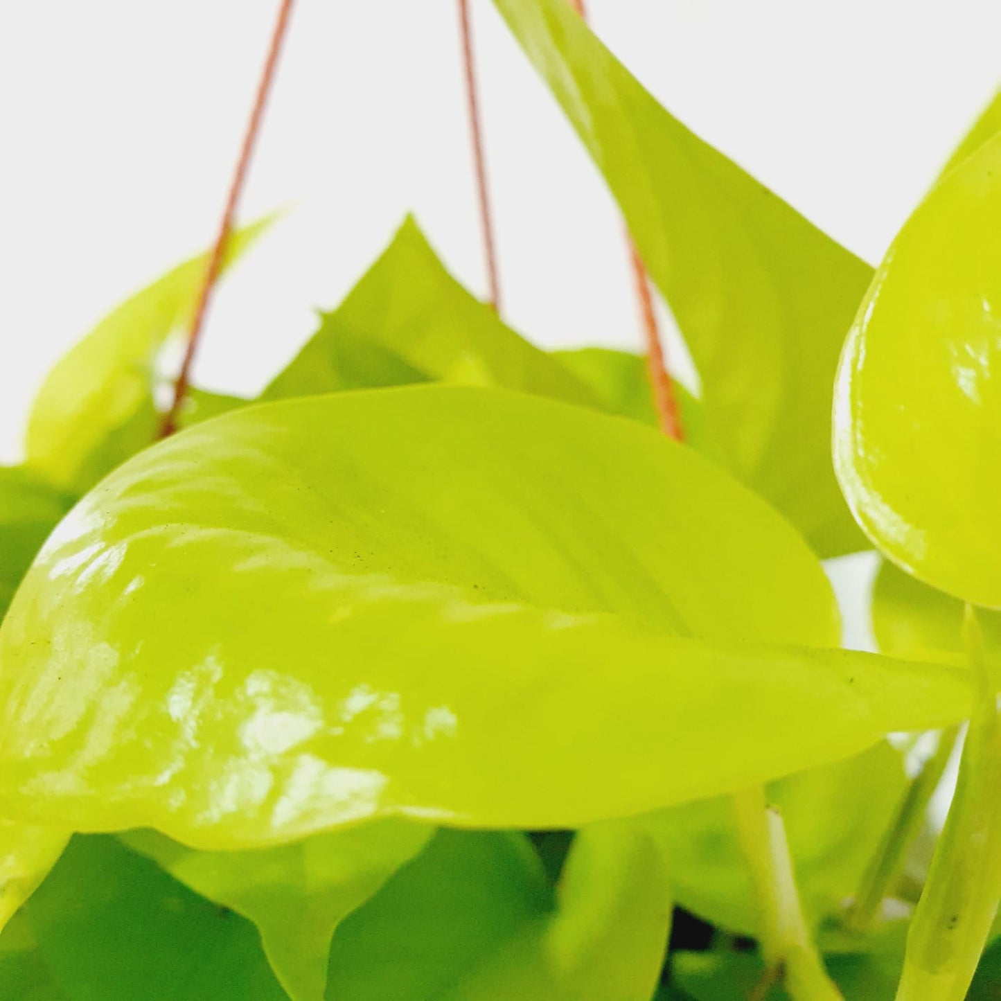 Pothos Neon Money Plant