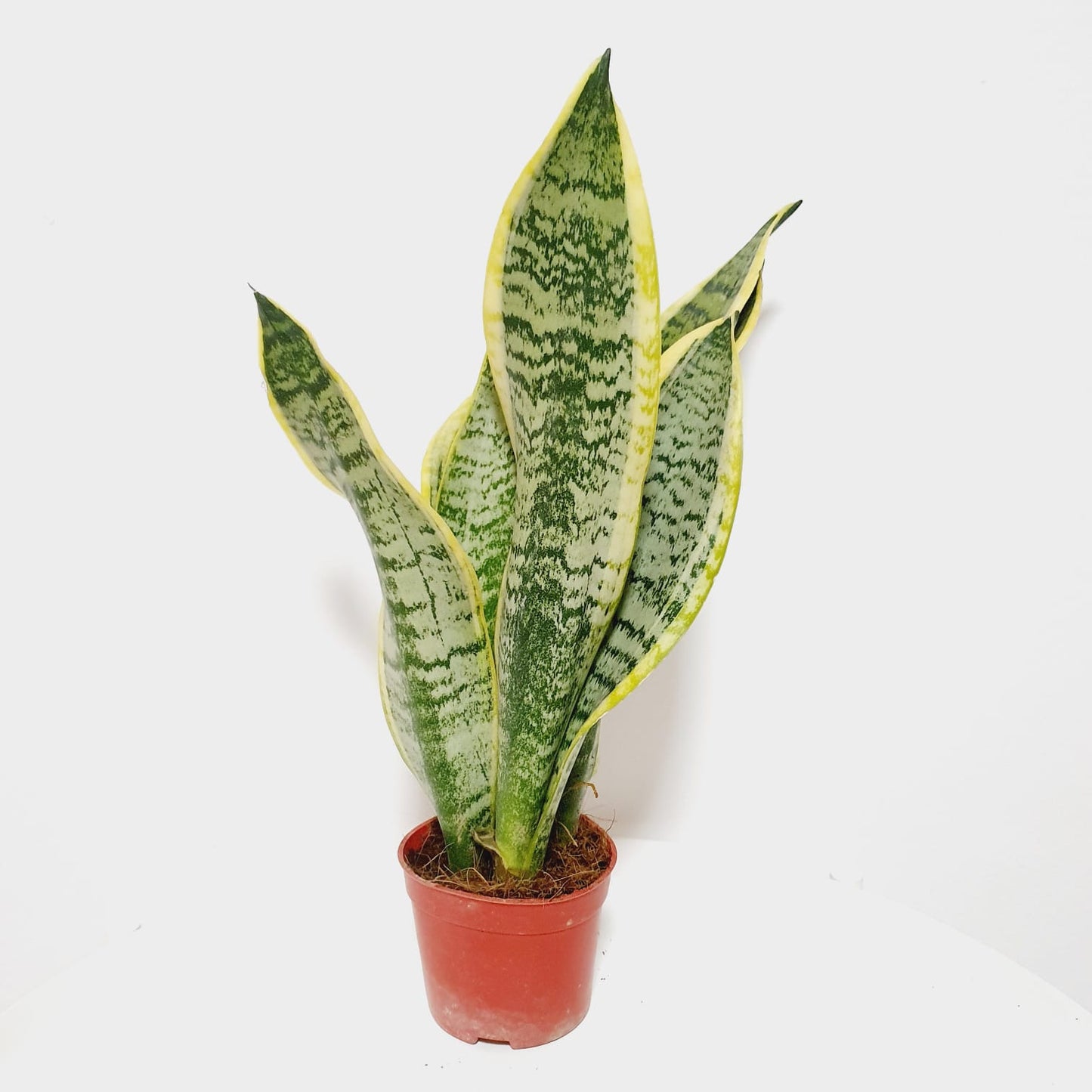 Sansevieria Trifasciata (3 Plants in 1 pot)