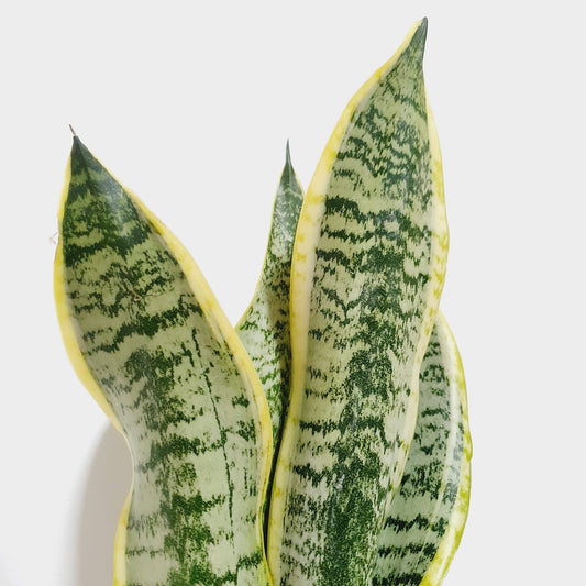 Sansevieria Trifasciata (3 Plants in 1 pot)