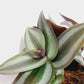 Tradescantia Zebrina