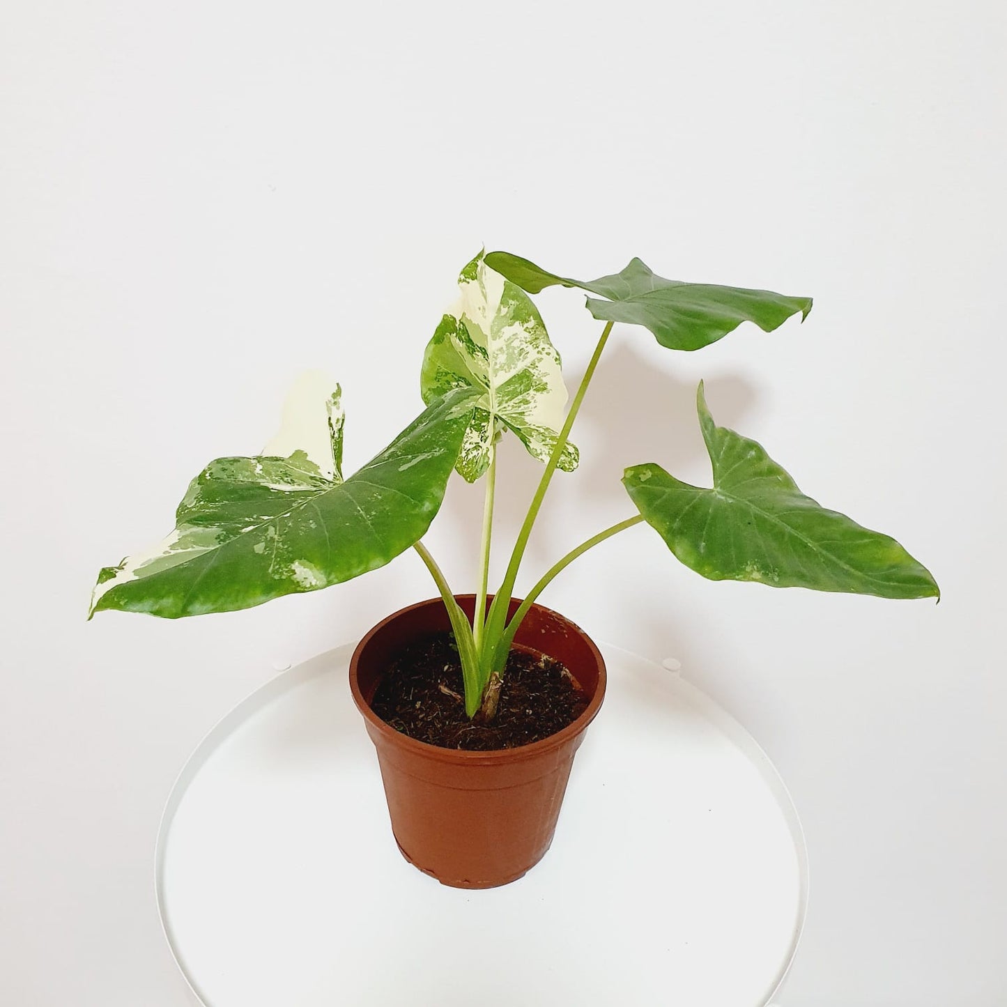 Alocasia Macrorrhiza Variegata (Variegated Elephant Ear)