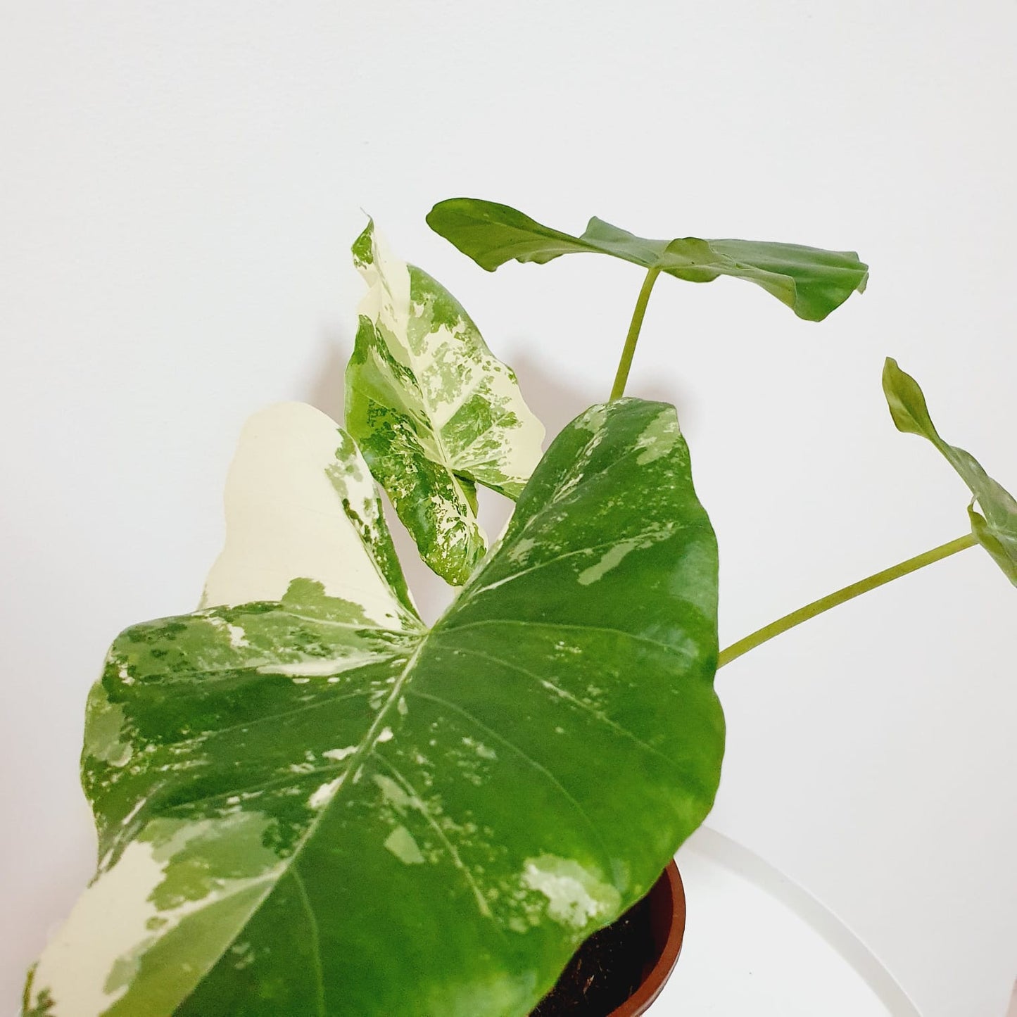 Alocasia Macrorrhiza Variegata (Variegated Elephant Ear)